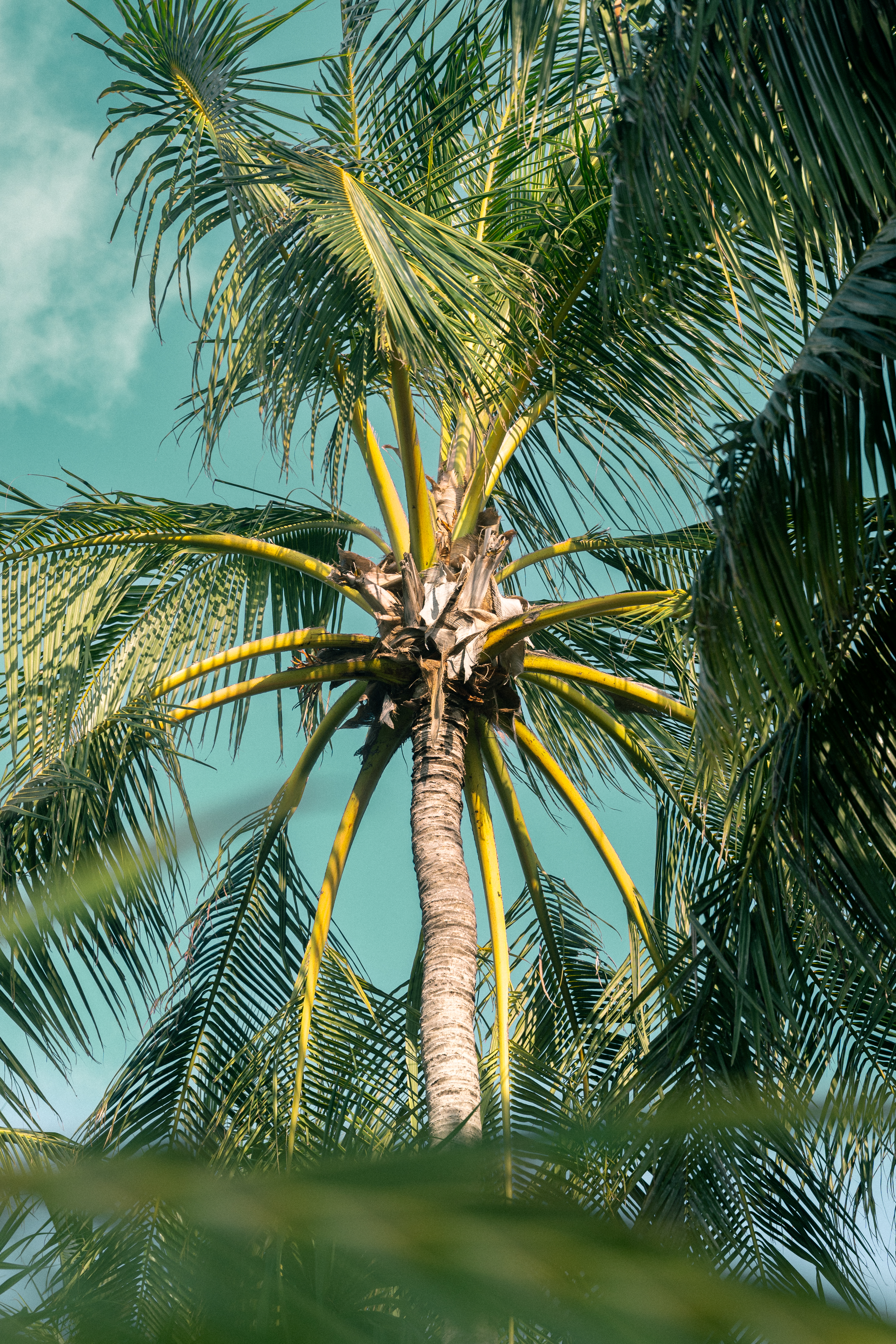 Beneath the Palm Canopy